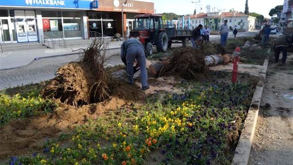 Kula\'da Yarım Asırlık 10 Çam Daha Kesildi