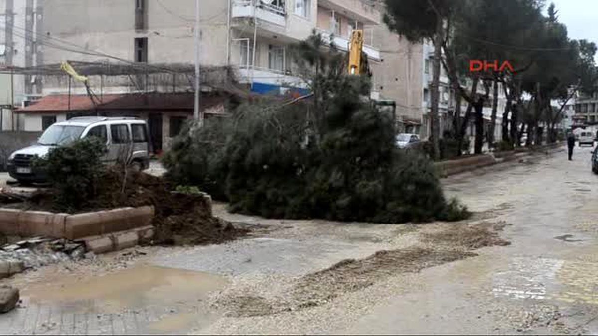 Manisa Kula\'da Yarım Asırlık 10 Çam Daha Kesildi