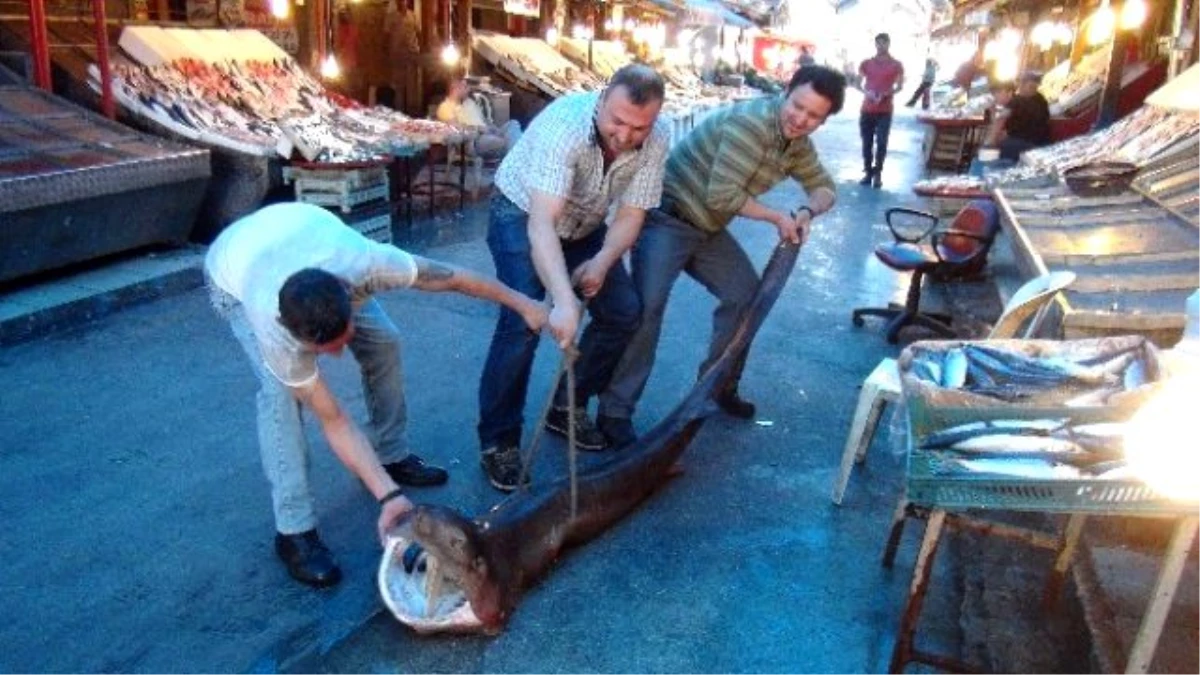 Mersin\'de Balıkçıların Ağına 250 Kiloluk Köpek Balığı Takıldı