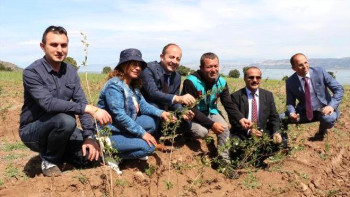 Burdur Şakayık Üretim Merkezi Olacak