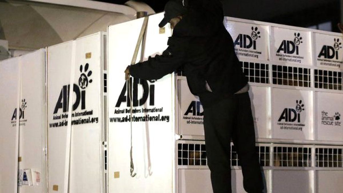 Sirklerden Kurtarılan 33 Aslan Doğaya Döndü