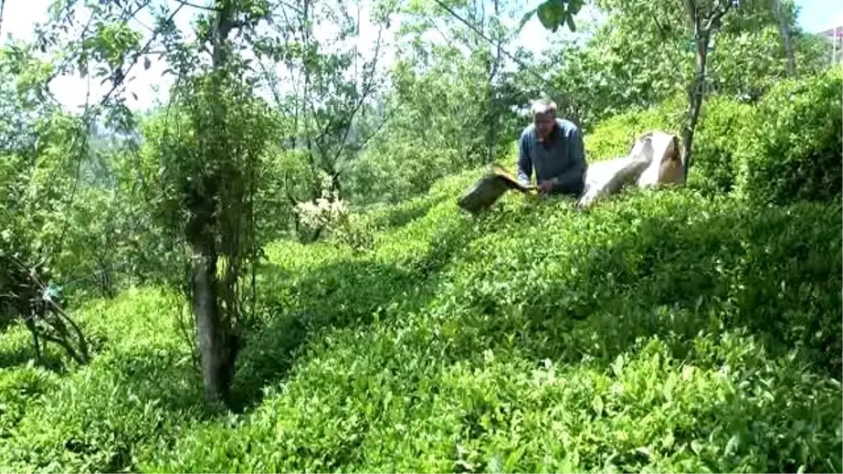 Doğu Karadeniz\'de Çay Hasadı Başladı