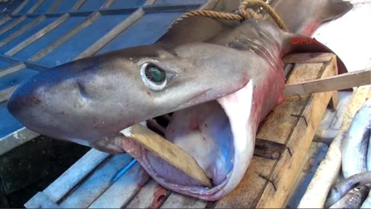 Mersin\'de 3 Metrelik Köpek Balığı Yakalandı