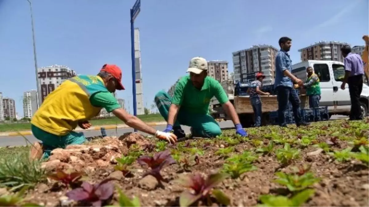 Mevsimlik Çiçek Dikimi Başladı