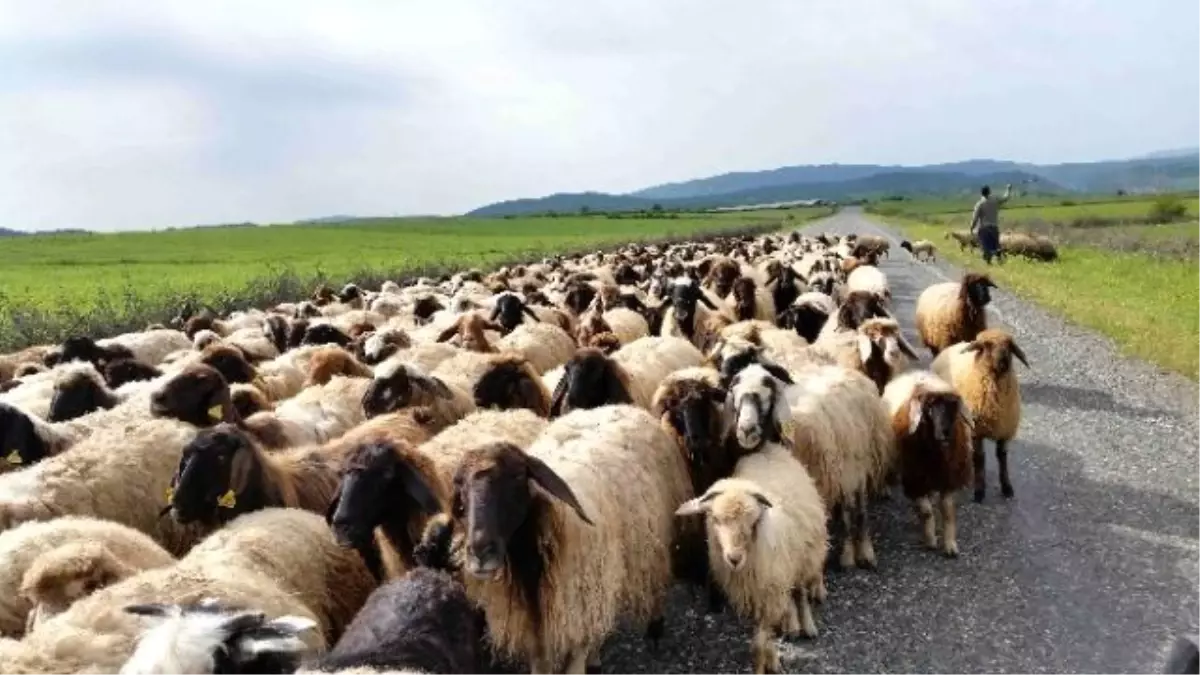 Yaylalara Göç Başladı