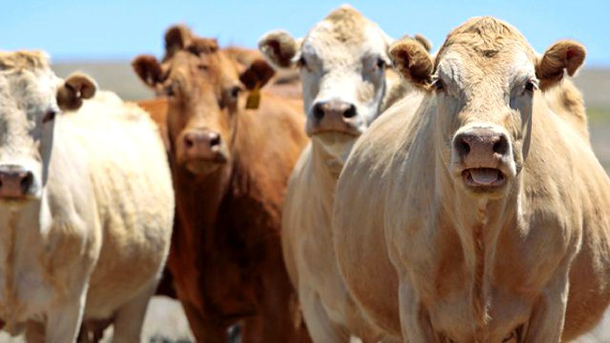 400 Bin Sığır Vergisiz Geliyor