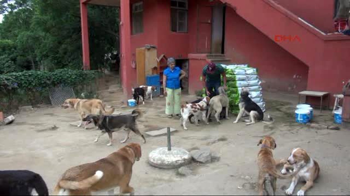 Alanya Danimarkalı Dansçıdan Sokak Köpeklerine Mama Yardımı