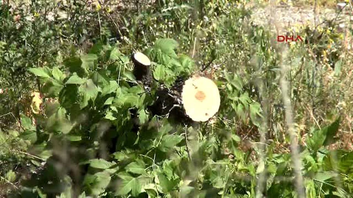 Amasya\'nın \'Yeşil Nöbeti\'nde Aleyhte Karar Çıktı; 90 Ağaç Kesildi