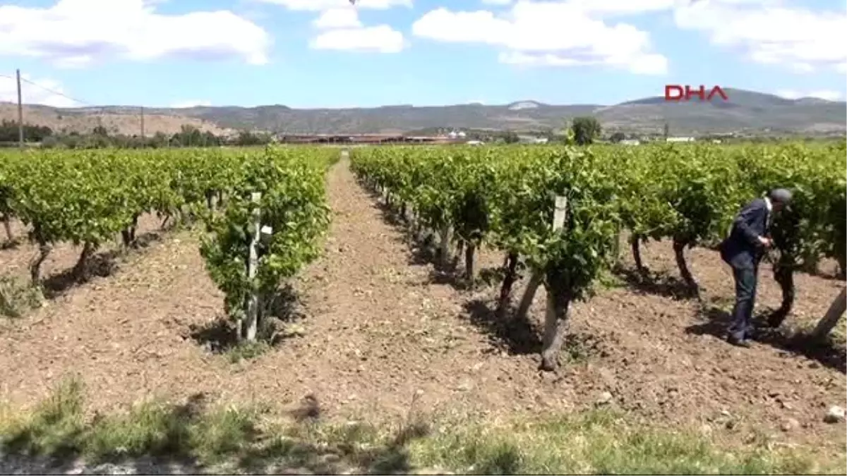 Manisa Bağlarındaki Don Bilançosu Çok Ağır