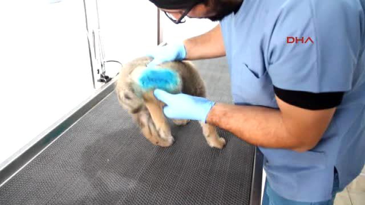 Samsun Yaraladığı Sokak Köpeğinin Ayağına Platin Taktırıp Sahiplendi
