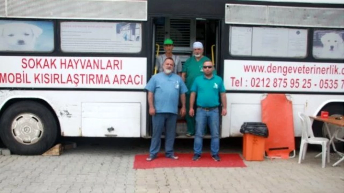 Amasra\'da Sokak Hayvanları Kısırlaştırılıyor