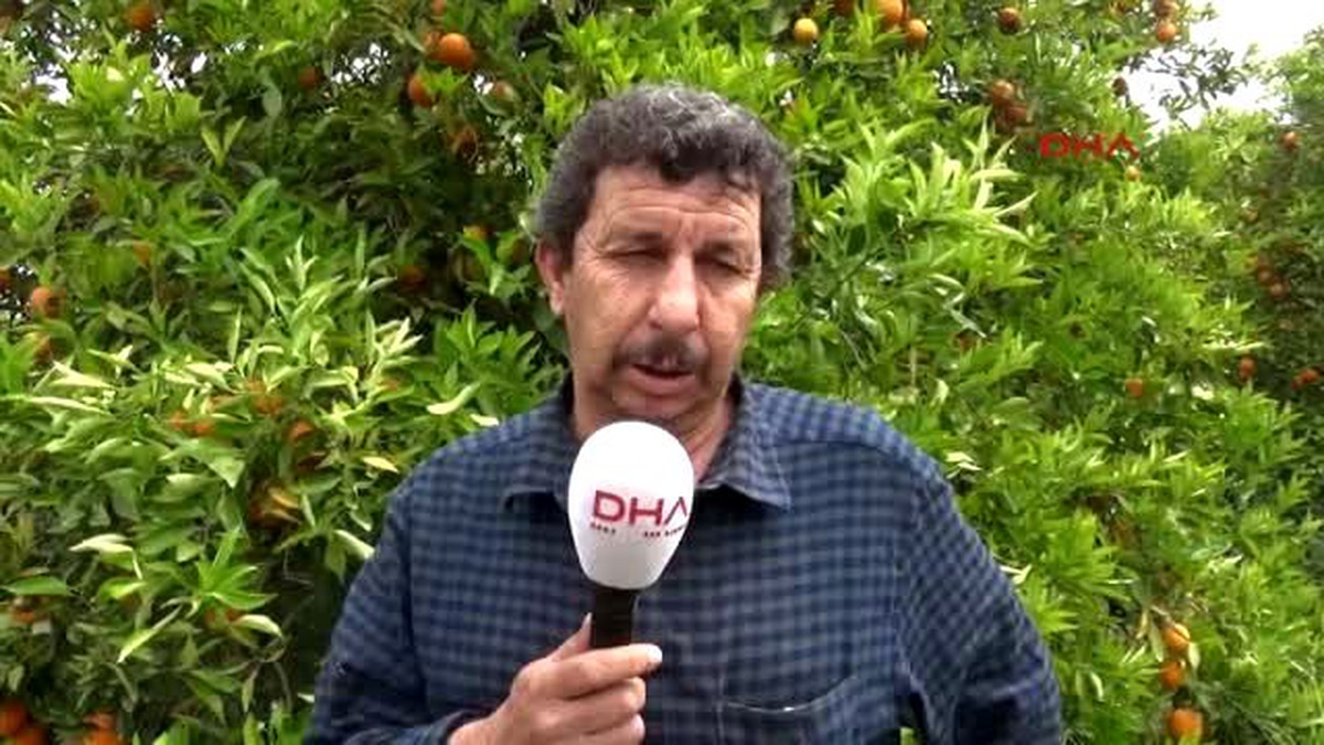 Antalya Dünyaca Ünlü Finike Portakalı Dalında Kaldı