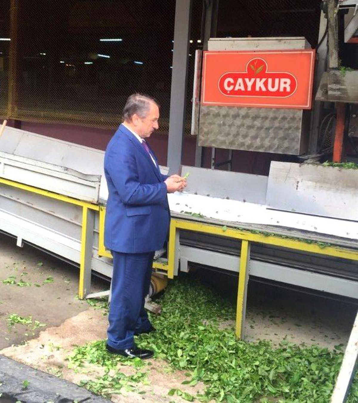 Çaykur 6 Bin Ton Yaş Çay Aldı