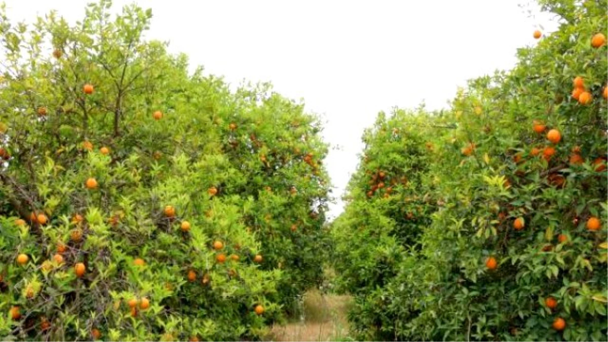 Dünyaca Ünlü Finike Portakalı Dalında Kaldı