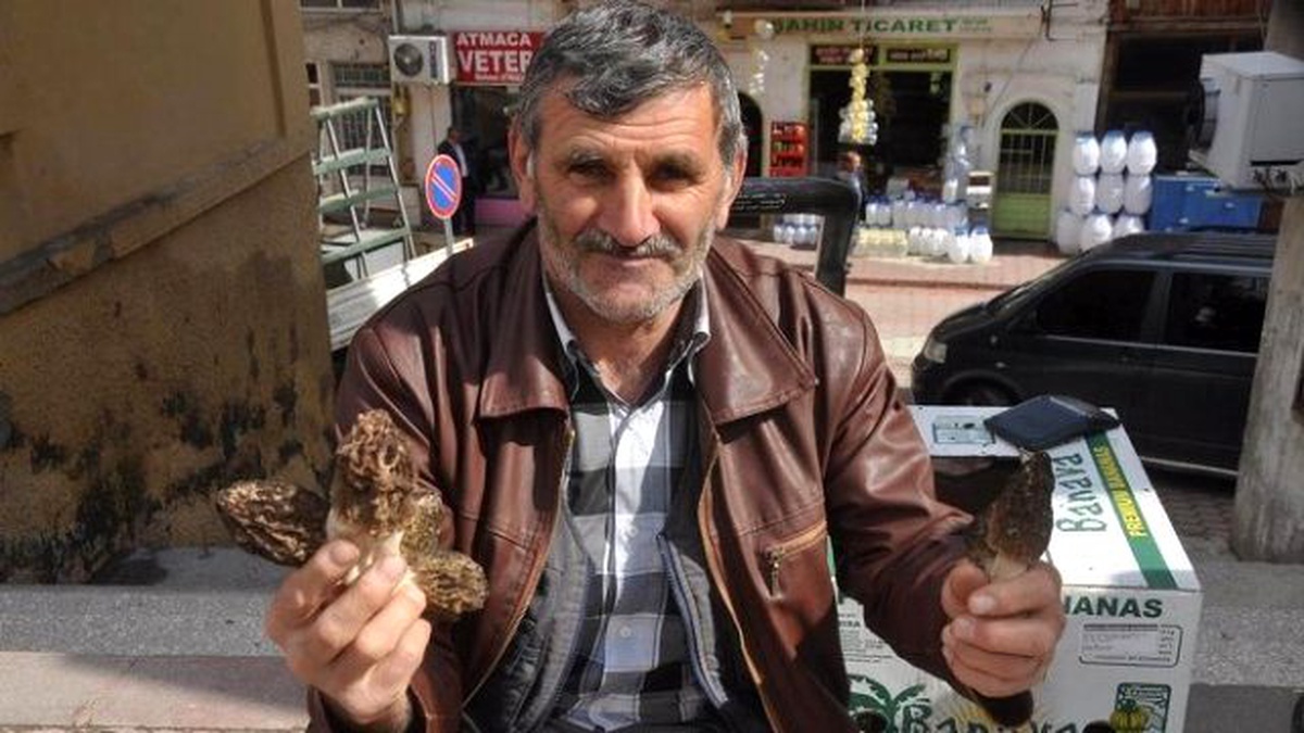 Kuzugöbeği Mantarının Kilosu 60 Liradan Satılıyor
