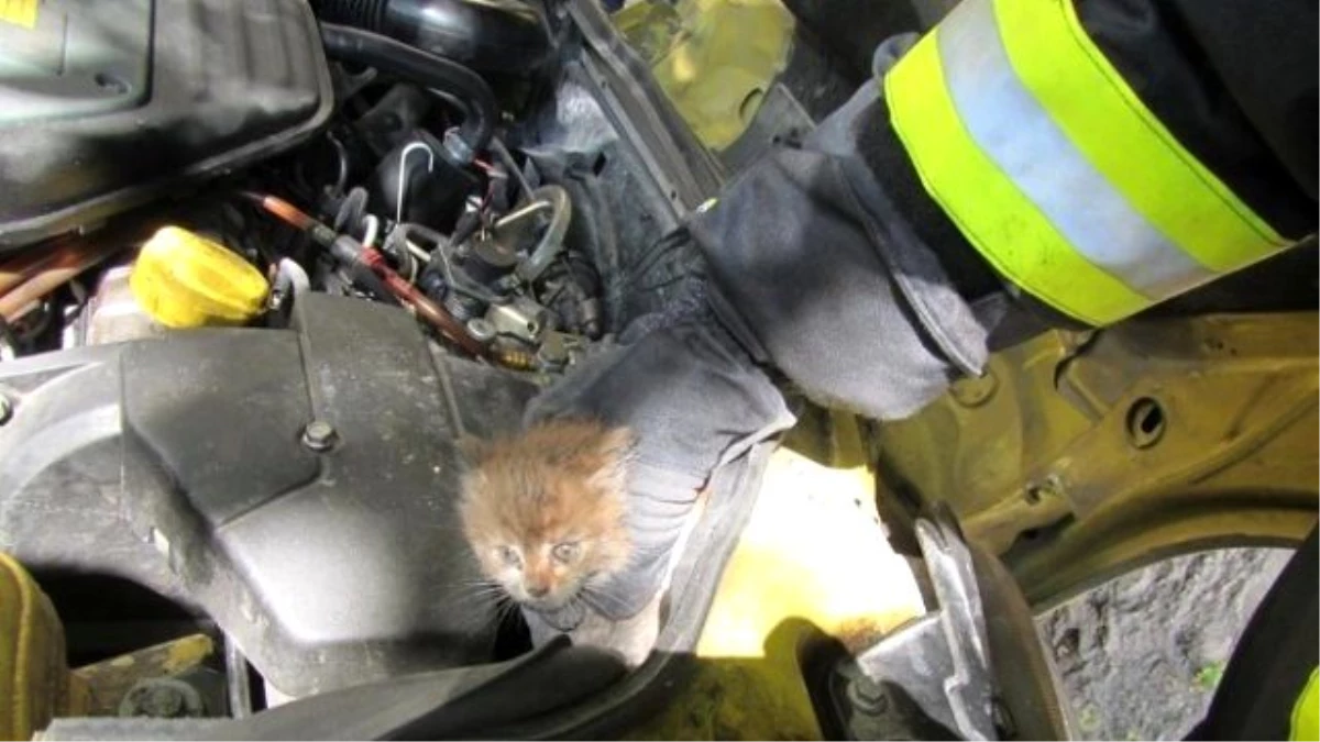 Otomobilin Motor Kısmına Sıkışan Kediyi İtfaiye Kurtardı