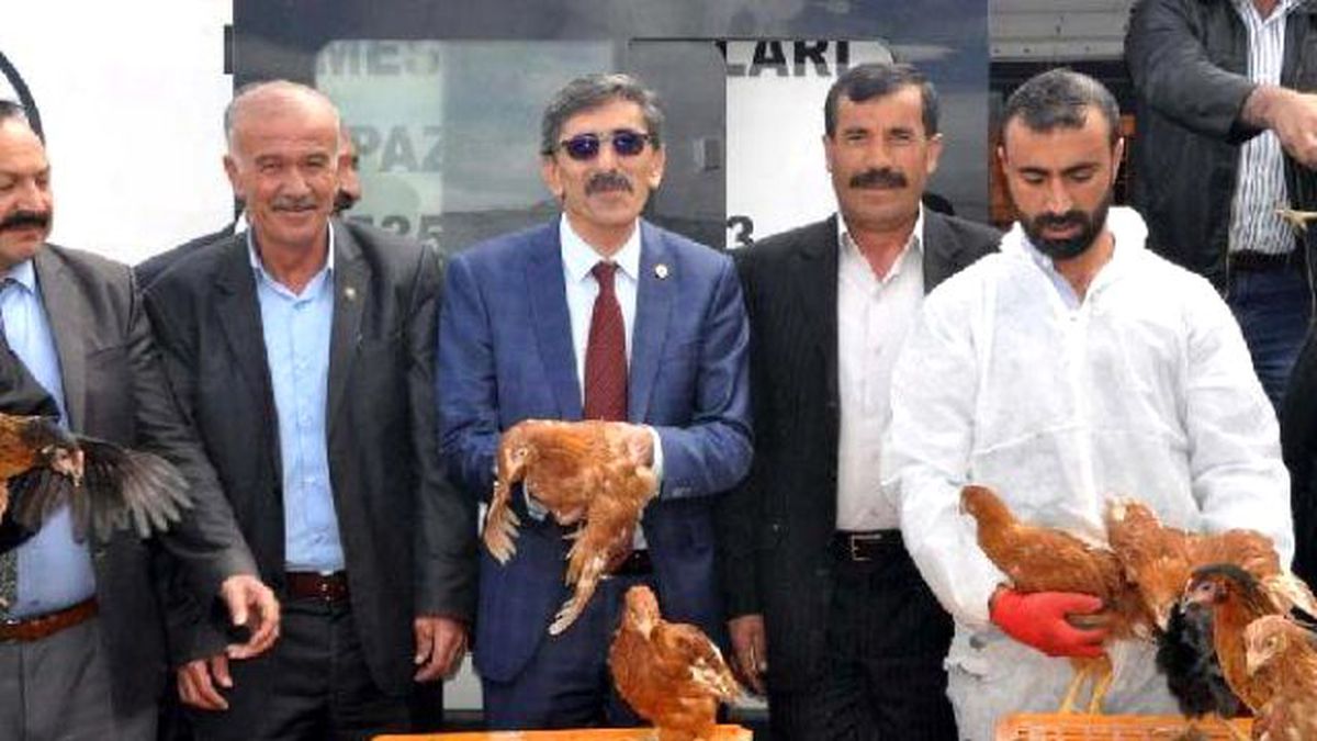 Sivas\'ta Çiftçilere 10 Bin Tavuk Dağıtıldı