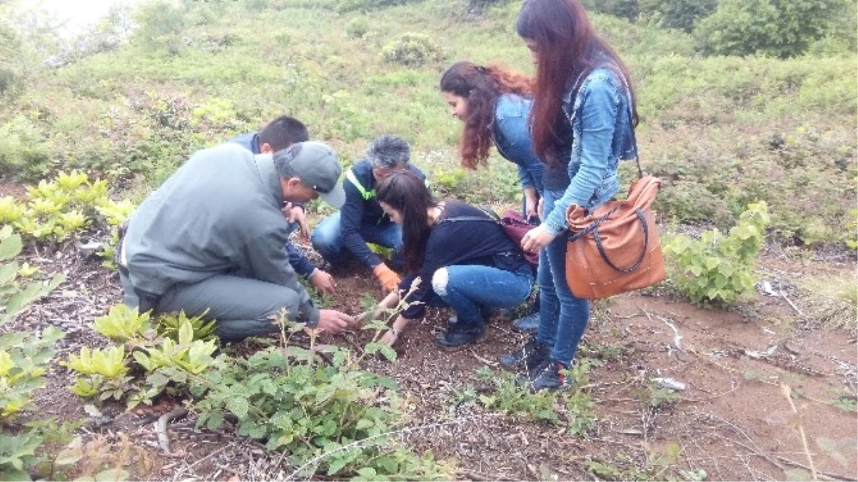 Okul Öncesi Öğretmenliği Bölümü Öğrencileri Fidan Dikti