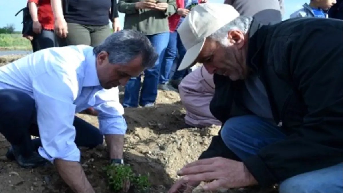 Üçüncü Kent Bostanı\'na İlk fideler Dikildi