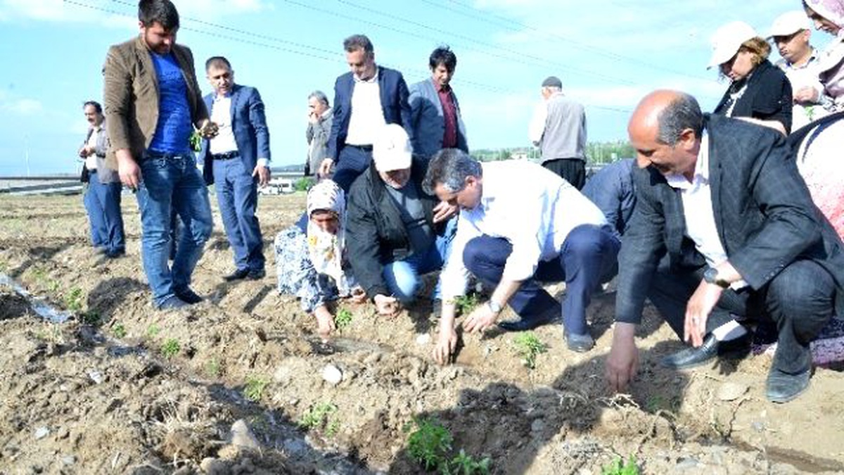 Üçüncü Kent Bostanına İlk Fideler Dikildi