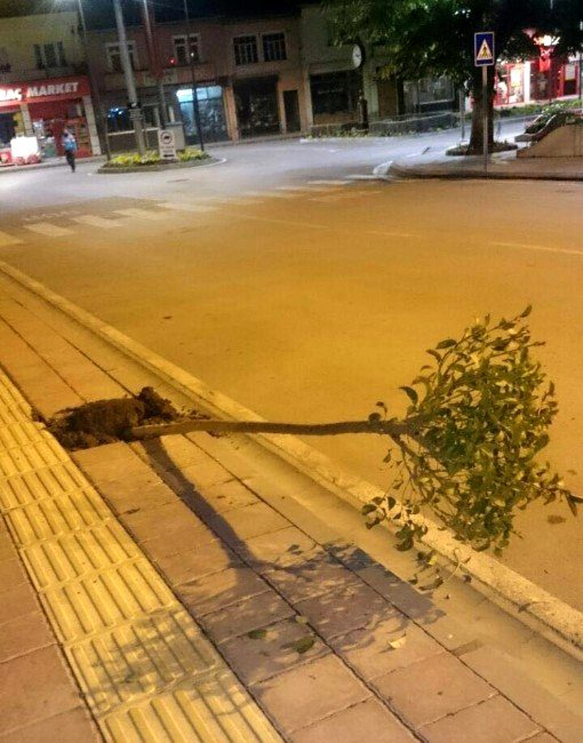Ağaçları Sökenler Önce Mobese Kamerasına, Sonra Jandarmaya Yakalandı
