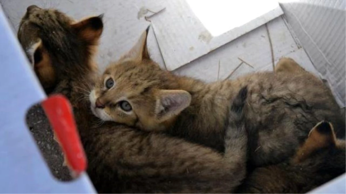 Ağrı\'da Dağı\'nda Bulunan Saz Kedisi Yavruları Yuvalarına Bırakıldı