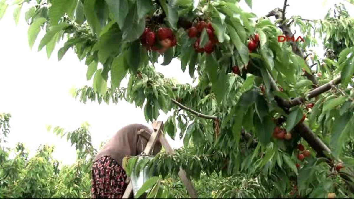 İzmir Don ve Yağmur, Kemalpaşa\'daki Kirazı Vurdu