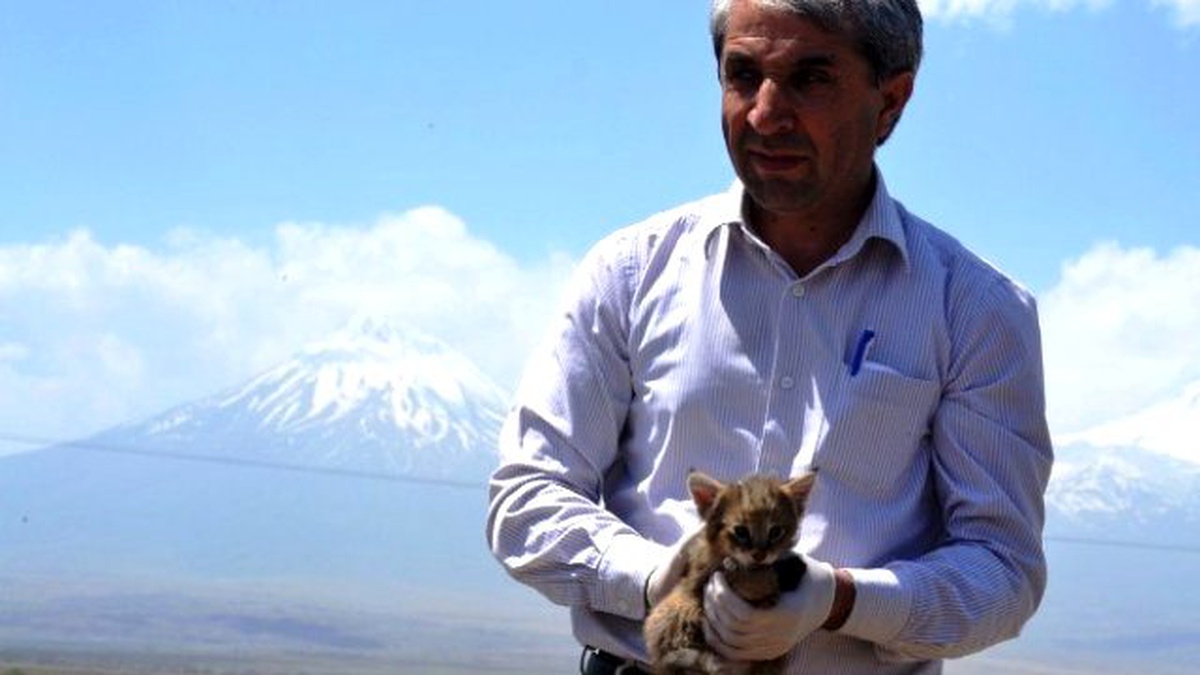 Kaybolan Sazlık Kedi Yavruları Yuvalarına Bırakıldı