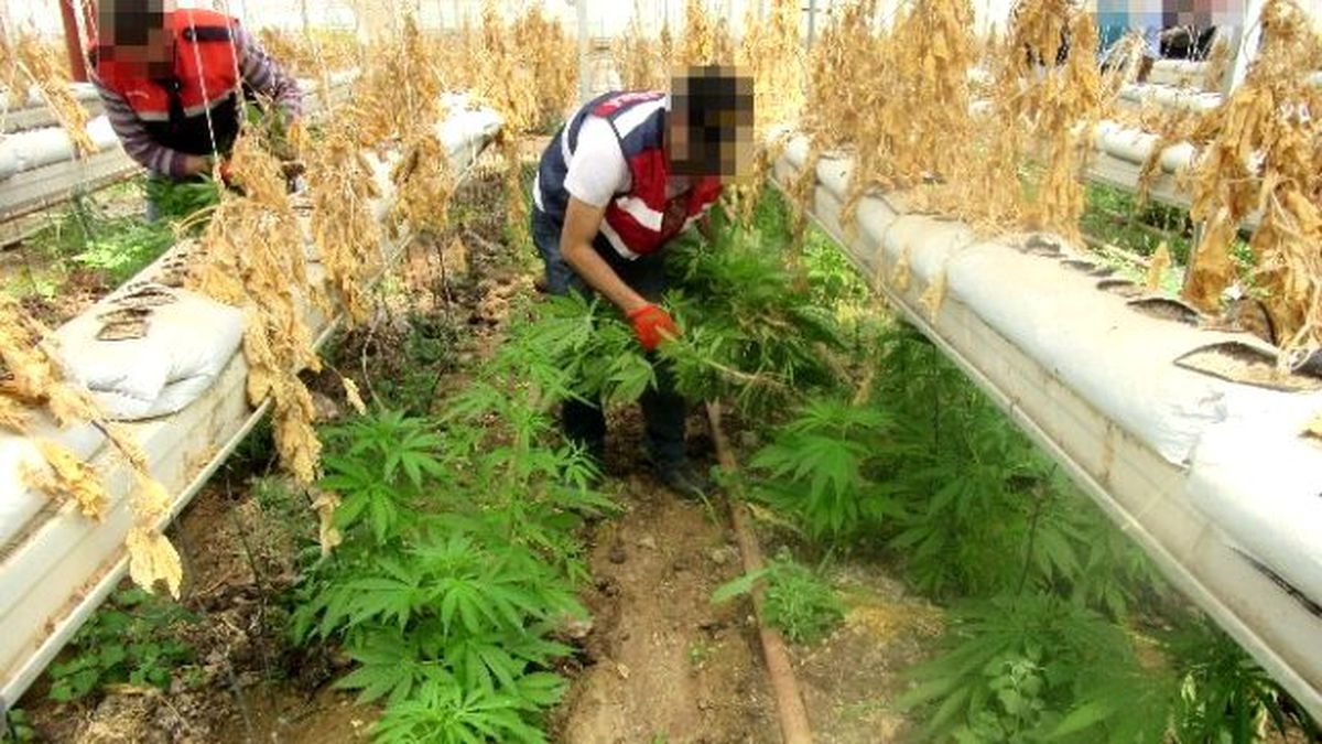 7 Bin Metrekarelik Serada Uyuşturucu Yetiştirmişler