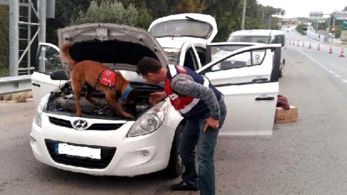Narkotik Köpeği \'Alçı\'dan Kaçış Yok