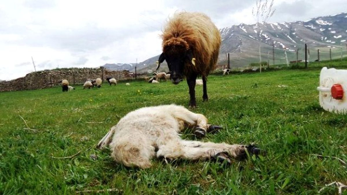 Anne Koyun, Ölen Kuzusunun Başından Ayrılamadı