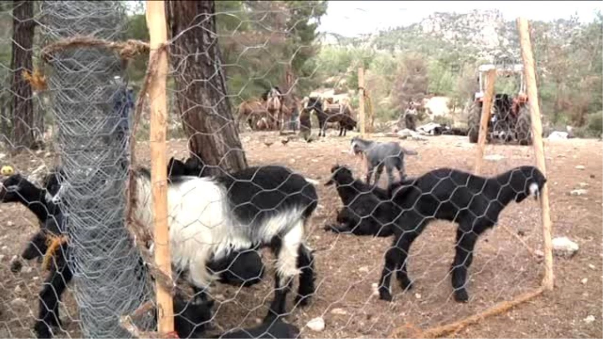 Sarıkeçili Yörüklerinin Son "Develi" Konargöçerleri