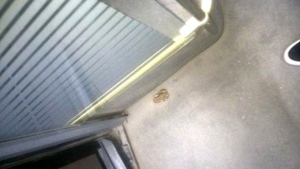 Sultanbeyli Otobüsünde Görülen Kurbağa Şaşırttı