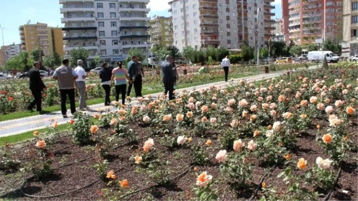 Bağlar\'ın Gül Bahçesi Göz Kamaştırıyor