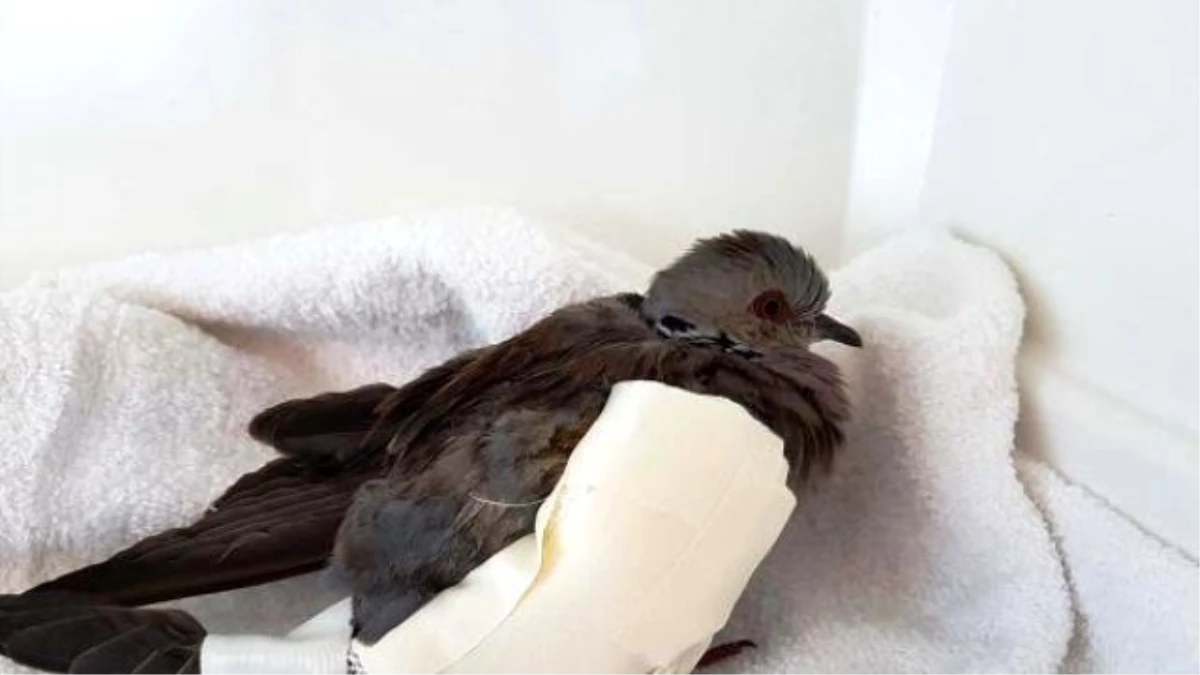 Cenette Yaralanan Kuşlara İlk Yardım