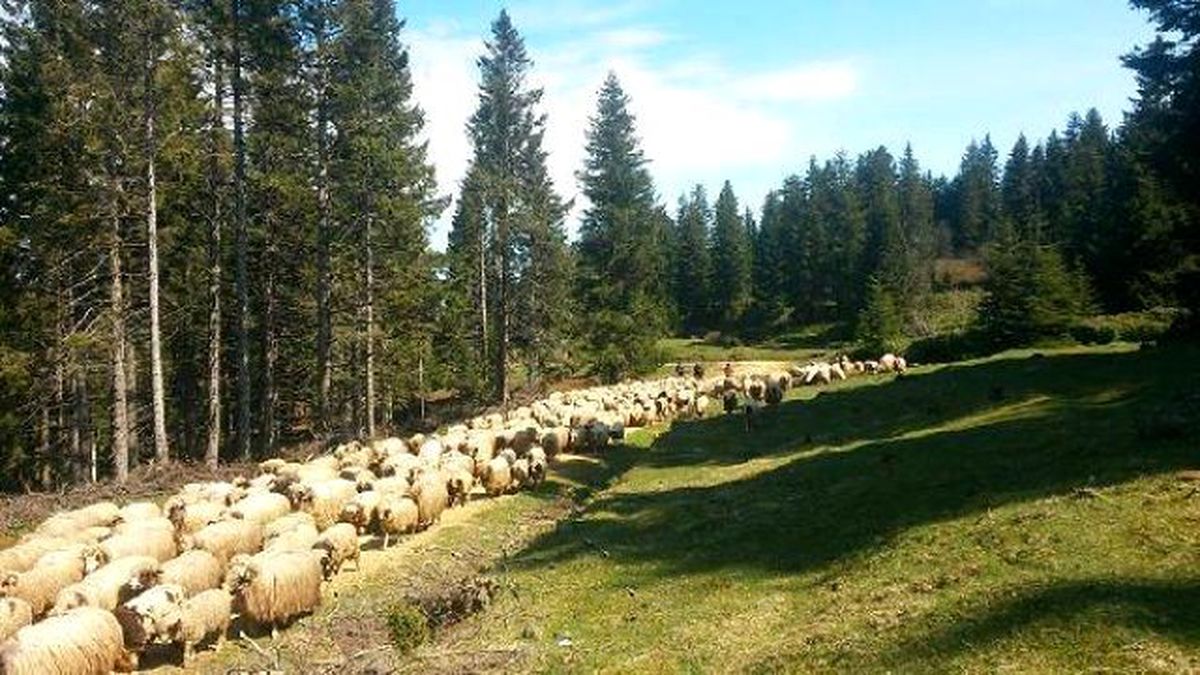 Doğu Karadeniz'de Yaylalara Göç Başladı