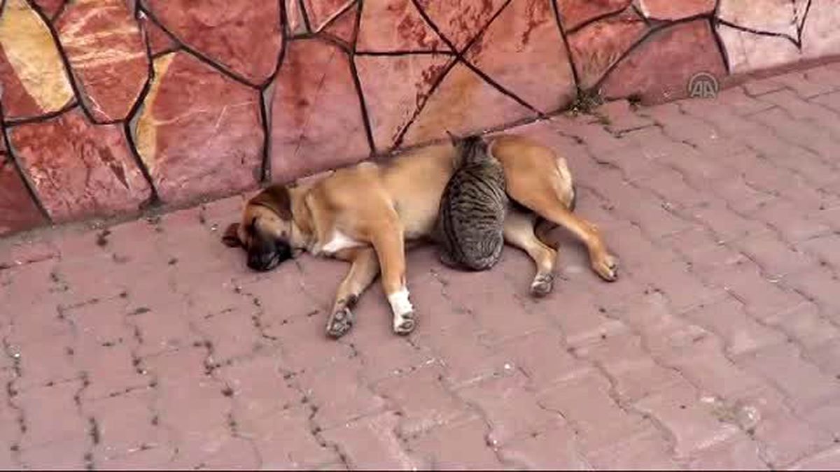 Kedi ile Köpeğin Arkadaşlığını Görenler İnanamıyor