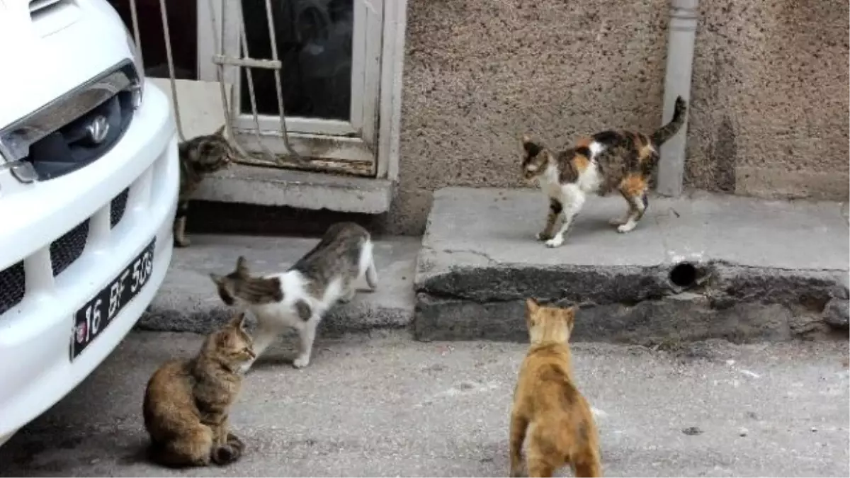 Komşuları Şikayet Etti, Belediye Kedileri Alırken Sahibi Vermemek İçin Direndi