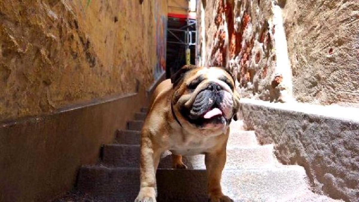 Köpek 'Hector'Un Instagram'da 720 Bin Takipçisi Var