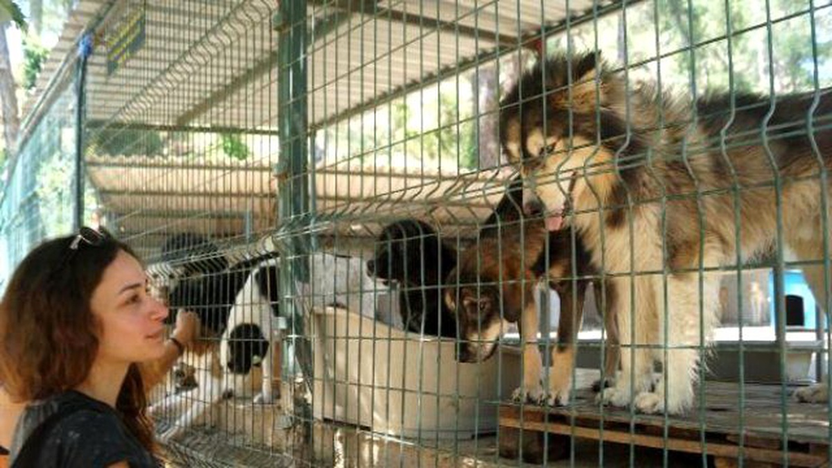 Kötü Muamele Yaptığı Köpeği Elinden Alınıp 2 Bin Lira Ceza Kesildi