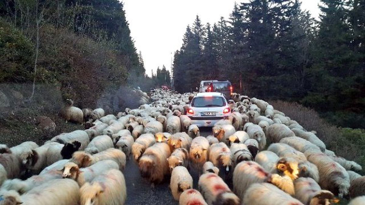 Koyun Sürülerinin Yayla Göçü Başladı