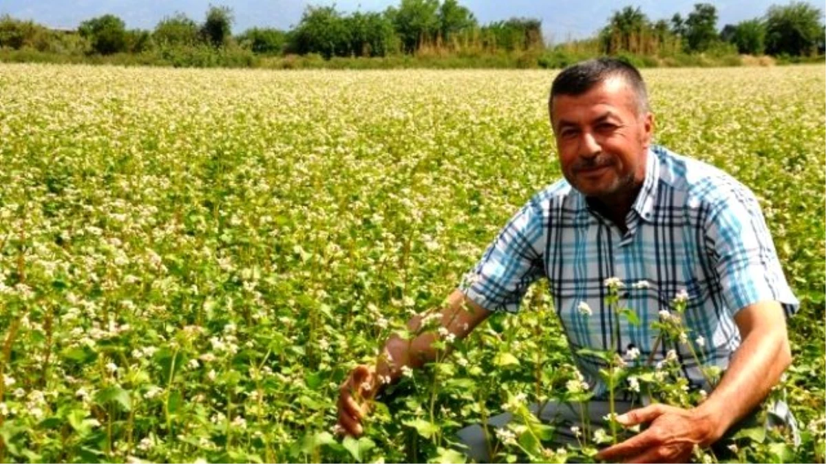 Ödemiş\'te İlk Defa Karabuğday Üretildi