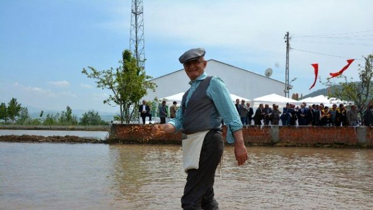Protokol Çeltik Ekti