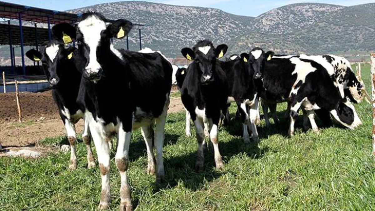 Sütün Yarısı Kayıt Dışı Üretiliyor