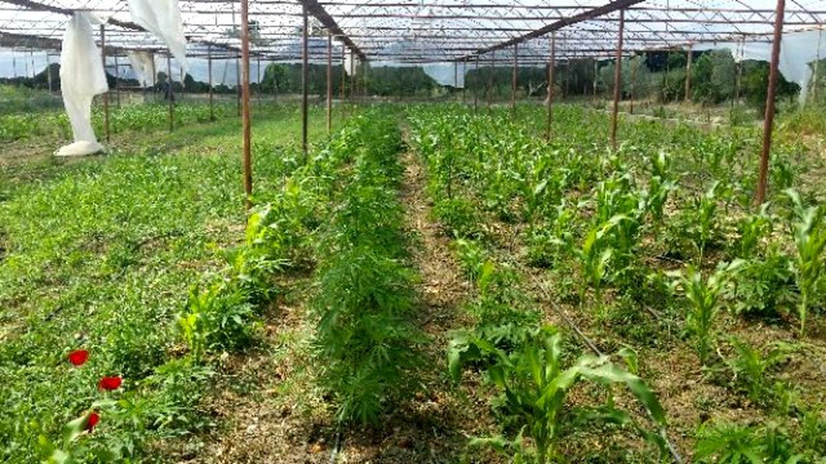 Urla\'da Bahçede Ekilen Hint Kenevirine Polis Baskını