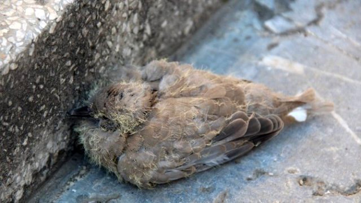 Yuvasından Düşen Yavru Kuşun Yardımına İtfaiye Koştu