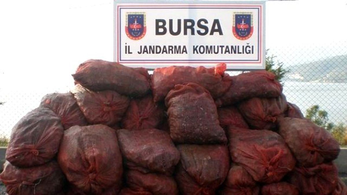 Bursa\'da Midye Operasyonu
