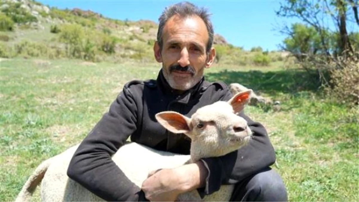 Kütahya\'da Fransız Koyunuyla Et Verimini Üçe Katlayacaklar