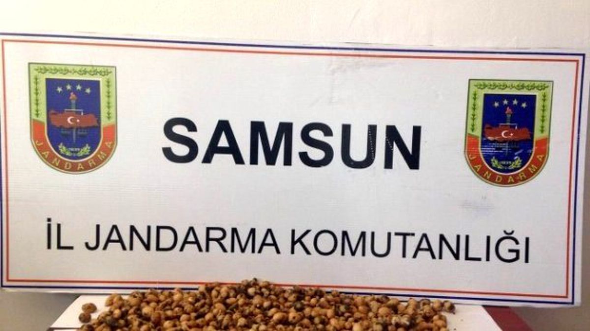 Kaçak Salep Toplayana 40 Bin Lira Ceza