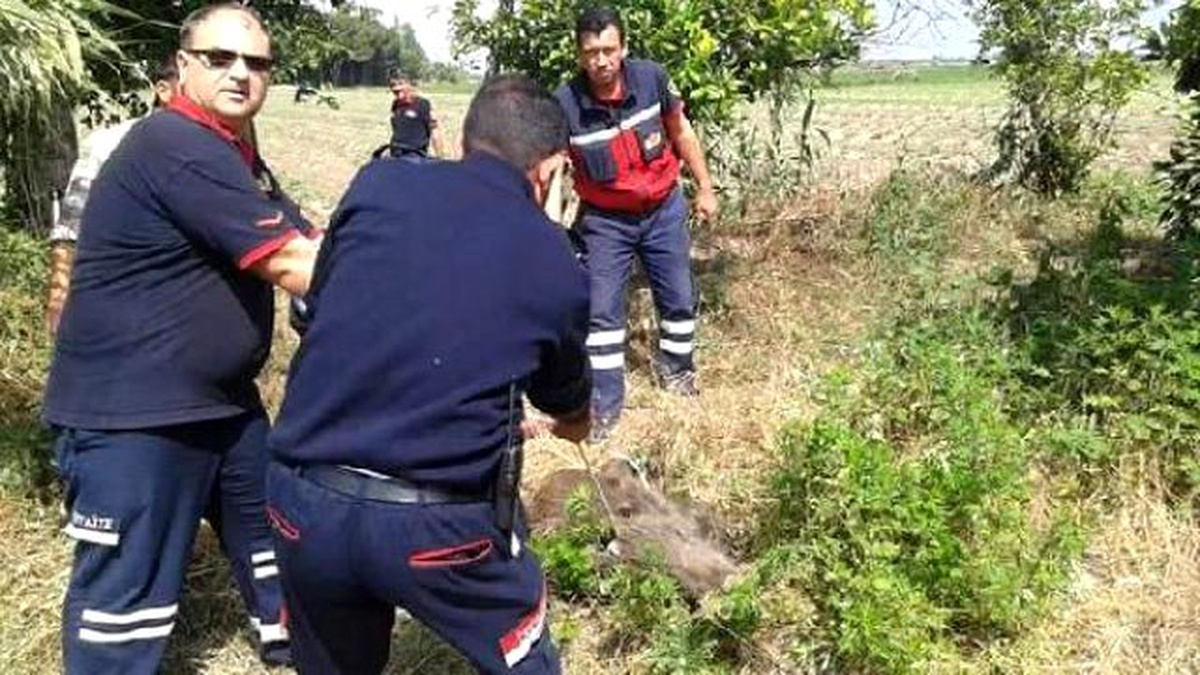 Kuyuya Düşen Domuz İçin Seferberlik